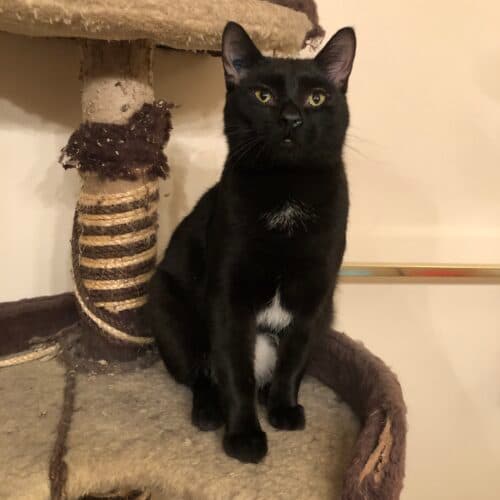 Abyss - Mixed Breed cat available for adoption at SOS Prairie Rescue Inc. in Saskatchewan