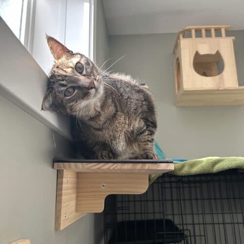 Charlie - Mixed Breed cat available for adoption at SOS Prairie Rescue Inc. in Saskatchewan