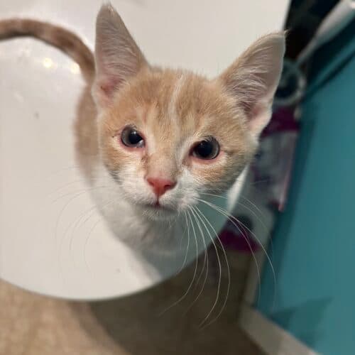 Caspian - Mixed Breed cat available for adoption at SOS Prairie Rescue Inc. in Saskatoon