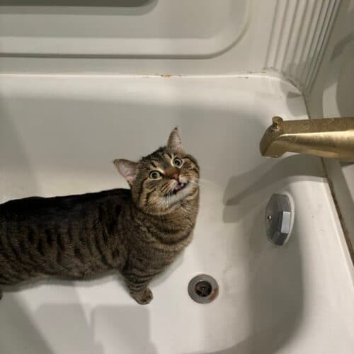 Moose - Mixed Breed cat available for adoption at SOS Prairie Rescue Inc. in Saskatchewan