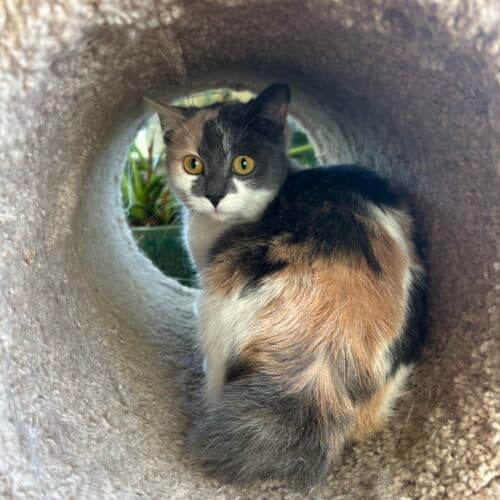 Simone - Mixed Breed cat available for adoption at SOS Prairie Rescue Inc. in Saskatchewan