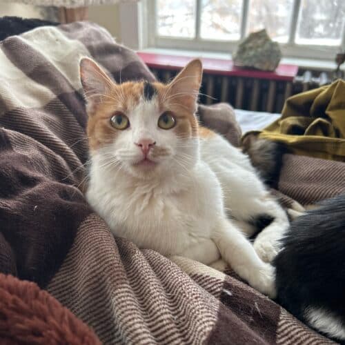 Nina - Mixed Breed cat available for adoption at SOS Prairie Rescue Inc. in Saskatchewan