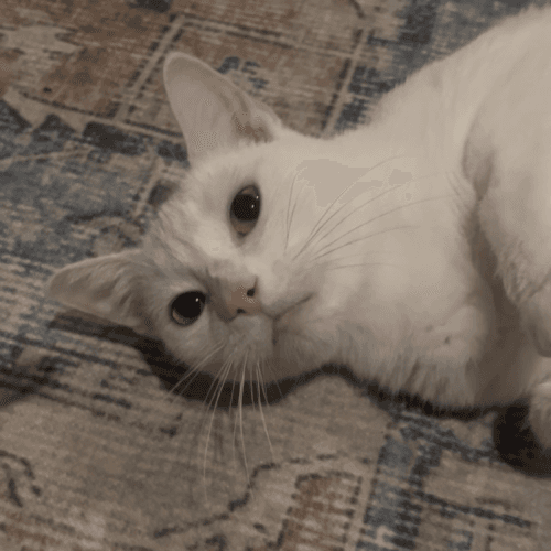 Clara - Mixed Breed cat available for adoption at SOS Prairie Rescue Inc. in Saskatchewan