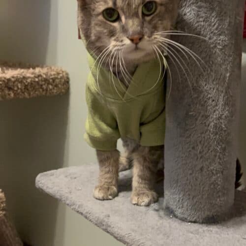 Merlin - Mixed Breed cat available for adoption at SOS Prairie Rescue Inc. in Saskatchewan