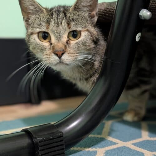 Paris - Mixed Breed cat available for adoption at SOS Prairie Rescue Inc. in Saskatchewan