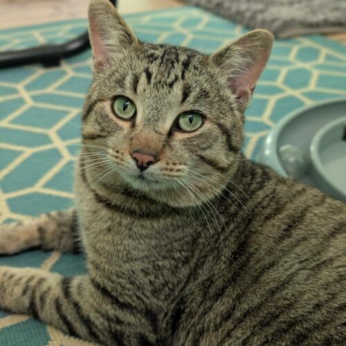 Louis Vuitton - Mixed Breed cat available for adoption at SOS Prairie Rescue Inc. in Saskatchewan