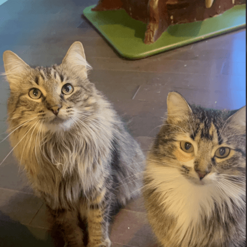 Chynna - Mixed Breed cat available for adoption at SOS Prairie Rescue Inc. in Saskatchewan