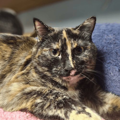 Miley - Mixed Breed cat available for adoption at SOS Prairie Rescue Inc. in Saskatchewan