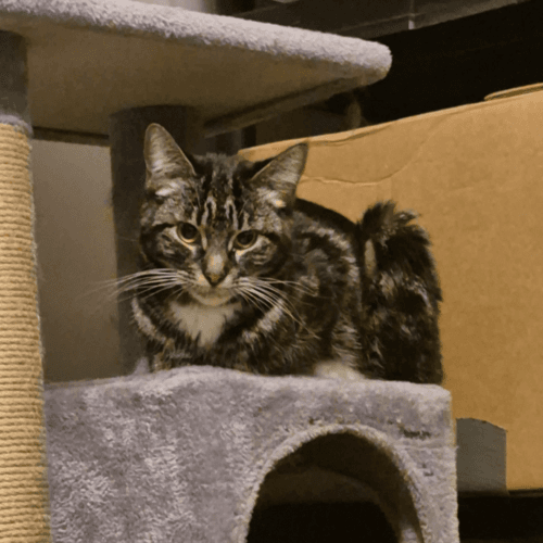 Sammi - Mixed Breed cat available for adoption at SOS Prairie Rescue Inc. in Saskatchewan