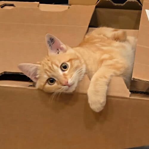 Shaddix - Mixed Breed cat available for adoption at SOS Prairie Rescue Inc. in Saskatchewan