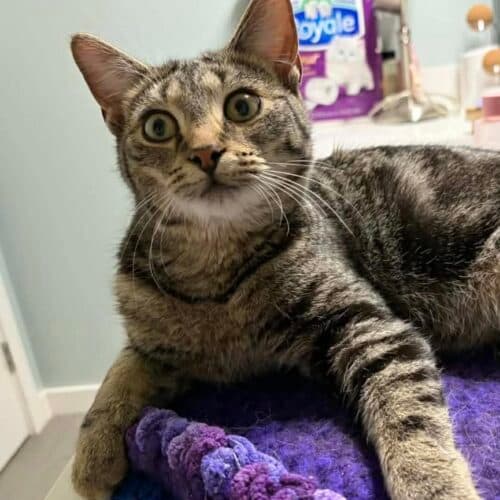 Bug - Mixed Breed cat available for adoption at SOS Prairie Rescue Inc. in Saskatchewan