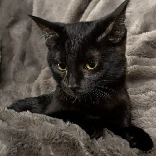 Binx - Mixed Breed cat available for adoption at SOS Prairie Rescue Inc. in Saskatchewan