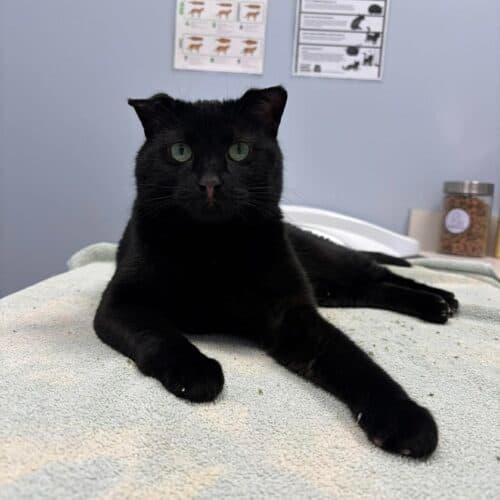 Moira - Mixed Breed cat available for adoption at SOS Prairie Rescue Inc. in Saskatchewan