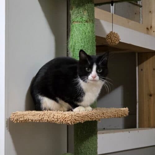 Evangeline - Mixed Breed cat available for adoption at SOS Prairie Rescue Inc. in Saskatchewan