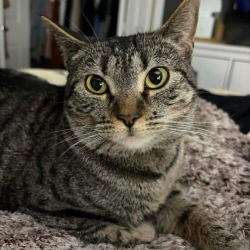 Twilight - Mixed Breed cat available for adoption in Calgary