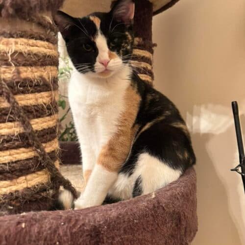 Cola - Mixed Breed cat available for adoption at SOS Prairie Rescue Inc. in Saskatchewan