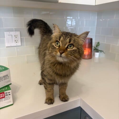 Macklyn - Mixed Breed cat available for adoption at SOS Prairie Rescue Inc. in Saskatchewan