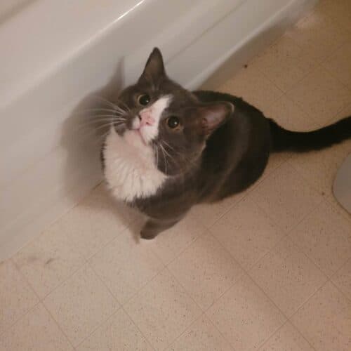 Squeaks - Mixed Breed cat available for adoption at SOS Prairie Rescue Inc. in Saskatchewan