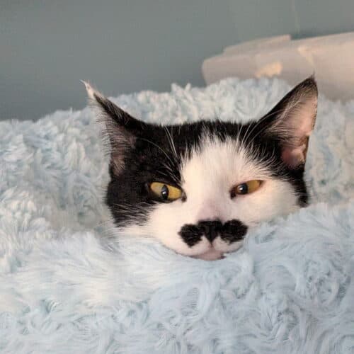 Charlie - Mixed Breed cat available for adoption at SOS Prairie Rescue Inc. in Saskatchewan