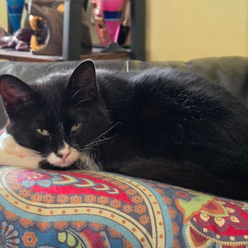 Tuxy Lady - Mixed Breed cat available for adoption in Calgary