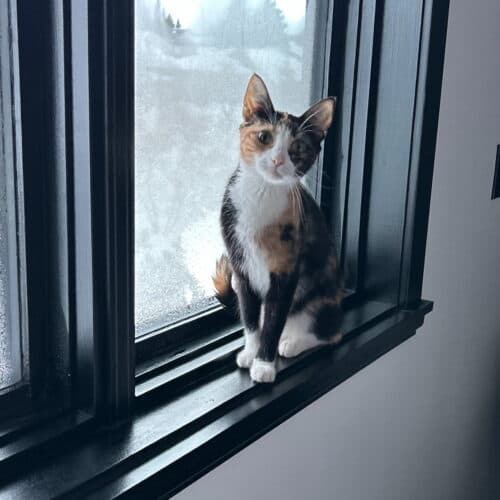 Mama - Mixed Breed cat available for adoption at SOS Prairie Rescue Inc. in Saskatchewan