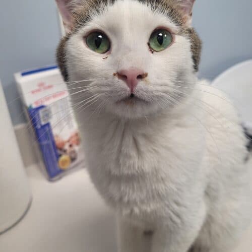 Alex - Mixed Breed cat available for adoption at SOS Prairie Rescue Inc. in Saskatchewan