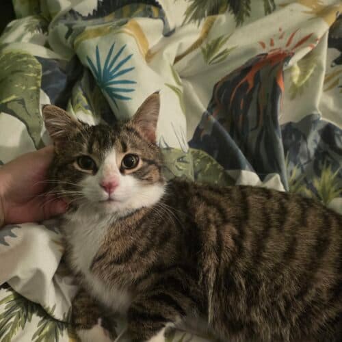 Roy 2.0 - Mixed Breed cat available for adoption at SOS Prairie Rescue Inc. in Saskatchewan