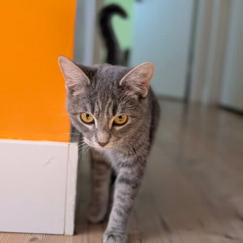 Nadia - Mixed Breed cat available for adoption at SOS Prairie Rescue Inc. in Saskatchewan