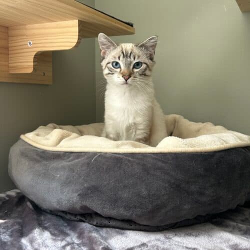 Nico - Mixed Breed cat available for adoption at SOS Prairie Rescue Inc. in Saskatoon