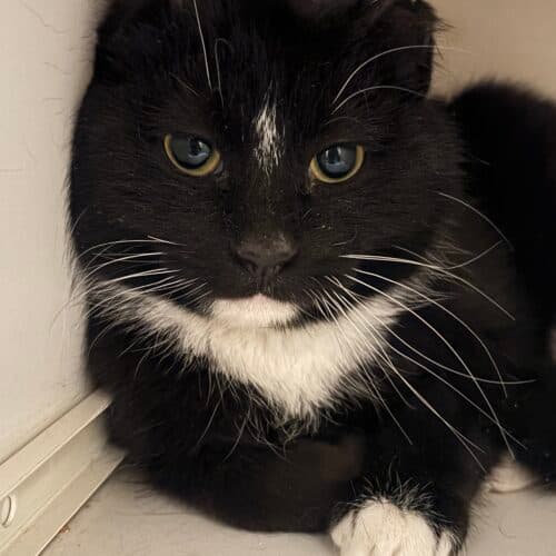 Meadow - Mixed Breed cat available for adoption at SOS Prairie Rescue Inc. in Saskatchewan