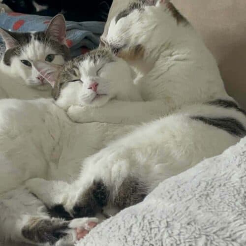 Bea - Mixed Breed cat available for adoption at SOS Prairie Rescue Inc. in Saskatchewan