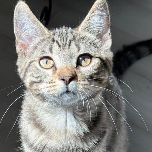 Bicks - Mixed Breed cat available for adoption at SOS Prairie Rescue Inc. in Saskatchewan