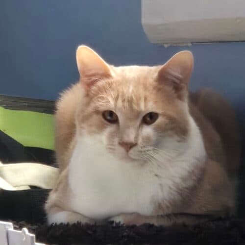 Ender Paws - Mixed Breed cat available for adoption at SOS Prairie Rescue Inc. in Saskatchewan