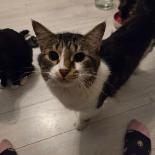 Toby - Mixed Breed cat available for adoption in Calgary