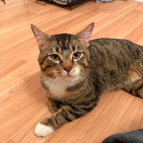 Garnet - Mixed Breed cat available for adoption at SOS Prairie Rescue Inc. in Saskatchewan