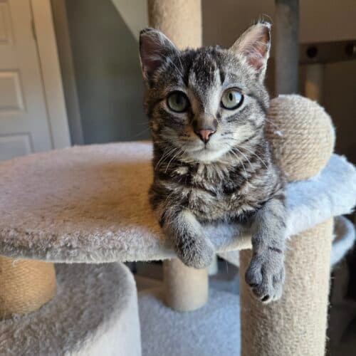 Gremlin - Mixed Breed cat available for adoption at SOS Prairie Rescue Inc. in Saskatchewan