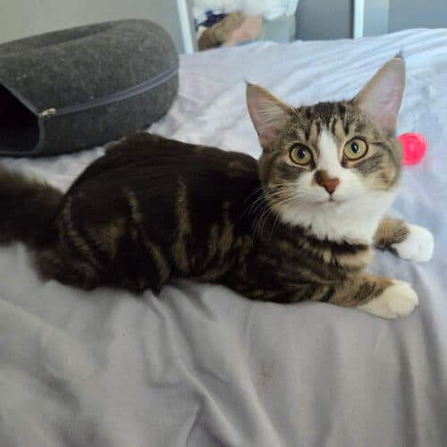 Peanut - Mixed Breed cat available for adoption at SOS Prairie Rescue Inc. in Saskatchewan