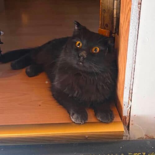 Waffles - Mixed Breed cat available for adoption in Calgary