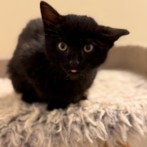 Princess Leia - Mixed Breed cat available for adoption at SOS Prairie Rescue Inc. in Saskatchewan