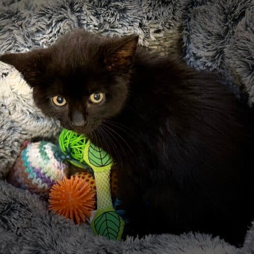 Vader - Mixed Breed cat available for adoption in Calgary