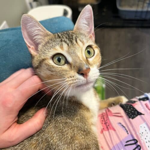 Tula - Mixed Breed cat available for adoption in Calgary