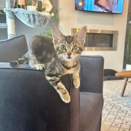Lucy - Mixed Breed cat available for adoption at SOS Prairie Rescue Inc. in Saskatchewan