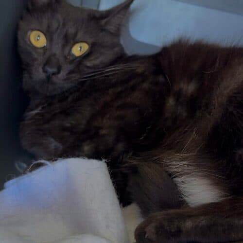 Sapphire - Mixed Breed cat available for adoption at SOS Prairie Rescue Inc. in Saskatchewan