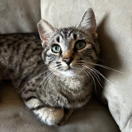 Julia - Mixed Breed cat available for adoption at SOS Prairie Rescue Inc. in Saskatchewan