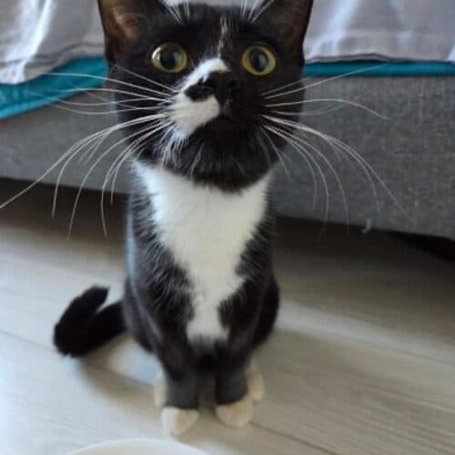 Ares - Mixed Breed cat available for adoption at SOS Prairie Rescue Inc. in Saskatchewan