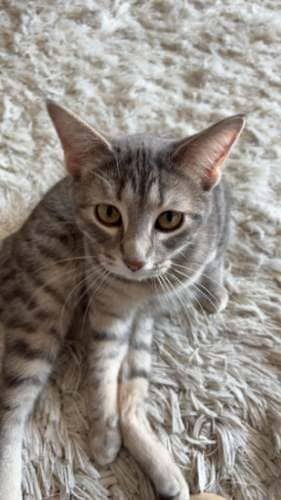 Aster - Mixed Breed available for adoption