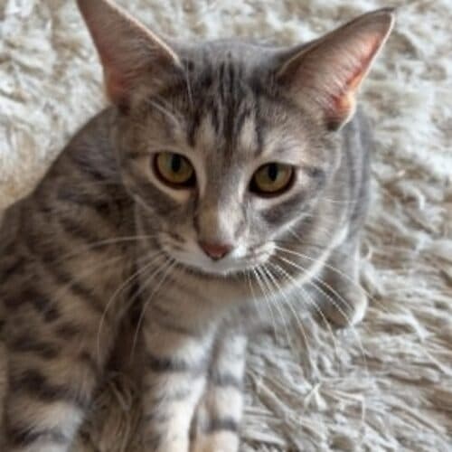 Aster - Mixed Breed cat available for adoption at SOS Prairie Rescue Inc. in Saskatoon