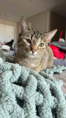 Dahlia - Mixed Breed available for adoption