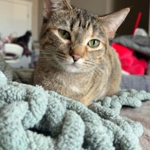Dahlia - Mixed Breed cat available for adoption at SOS Prairie Rescue Inc. in Saskatoon