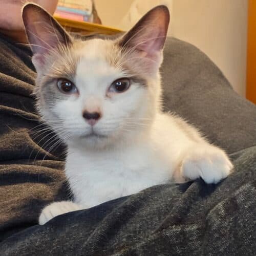 Susan - Mixed Breed cat available for adoption at SOS Prairie Rescue Inc. in Saskatoon